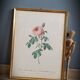 Frame Litho rose Bordeaux