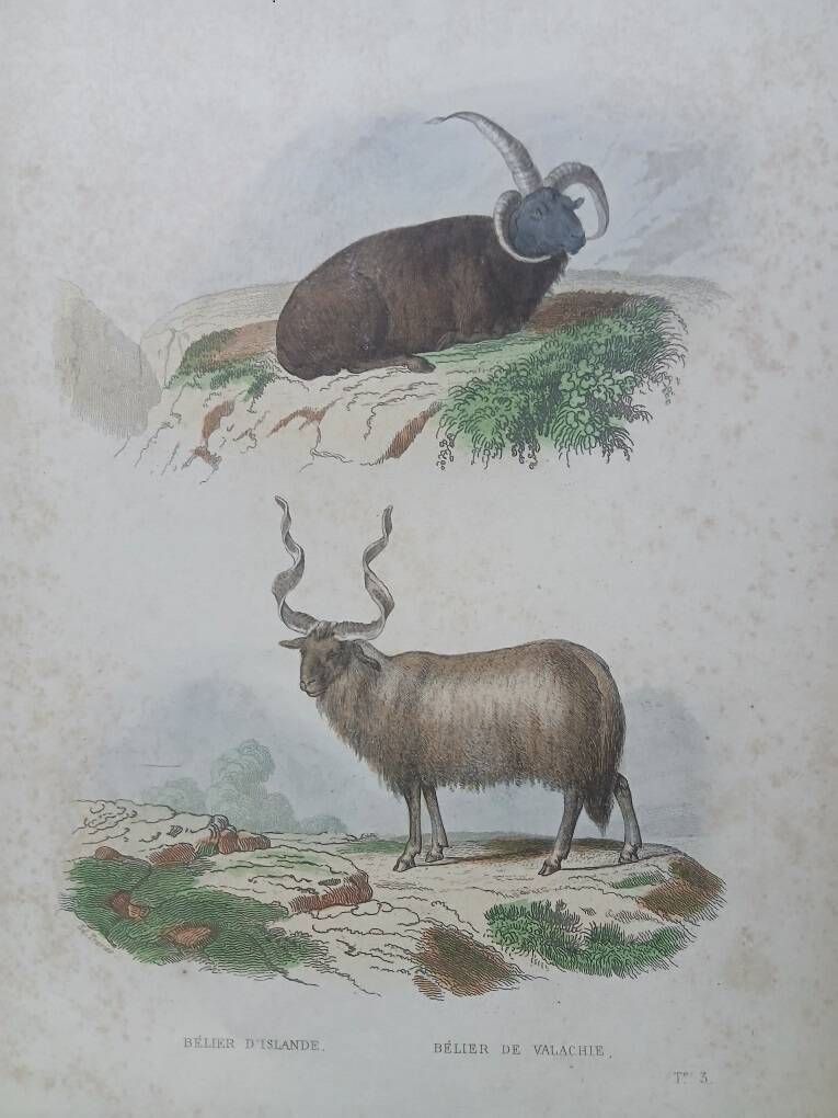 Affiche - gravure zoologique ancienne - bélier islande/valachie (mi 19ème)