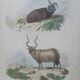 Affiche - gravure zoologique ancienne - bélier islande/valachie (mi 19ème)