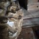 Antique plaster head of a man early 20th century
