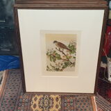 Gravure ornithologique