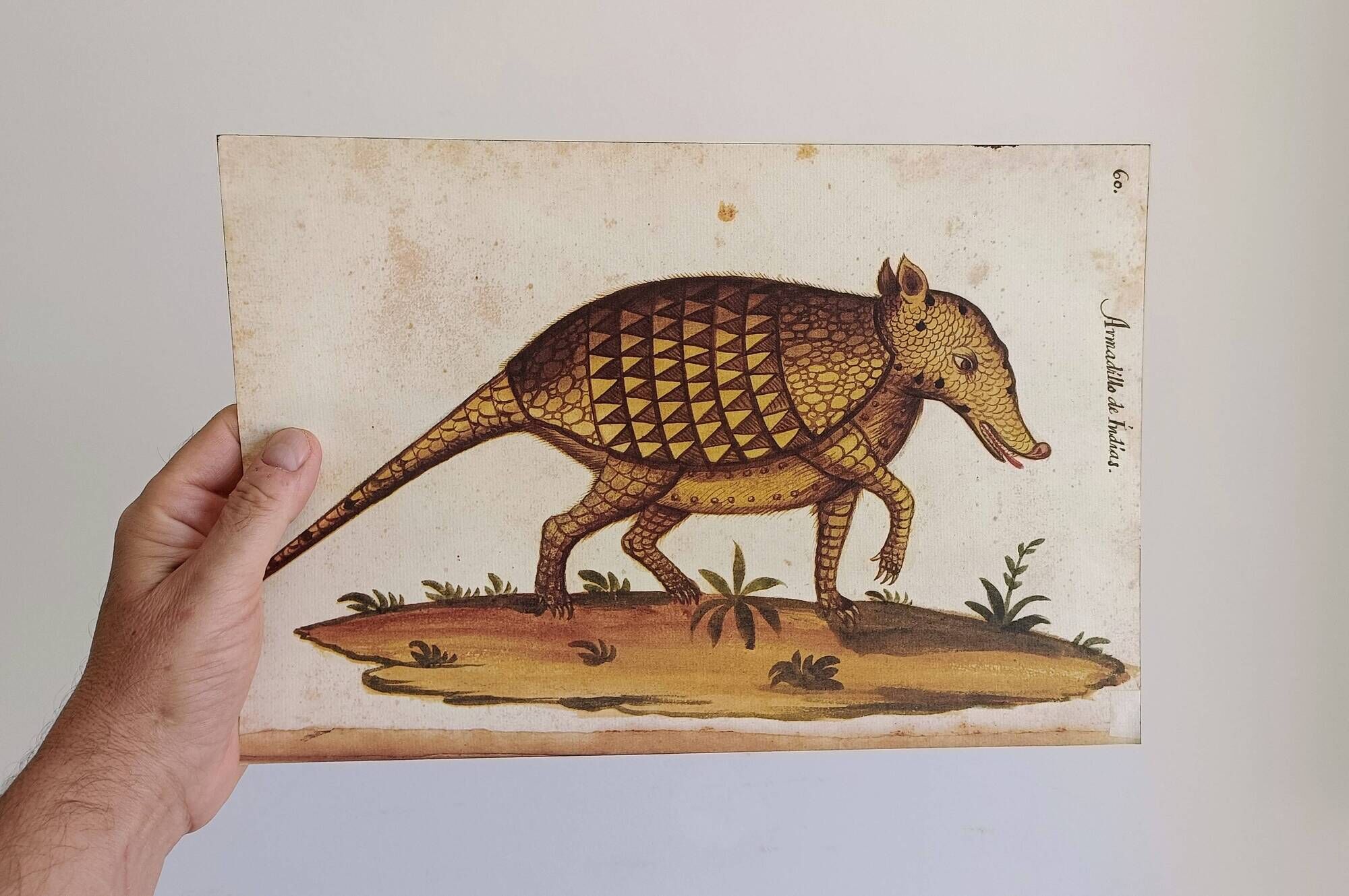 Pair of reproductions of the Codex Pomar of Natural History, Valencia, 1990