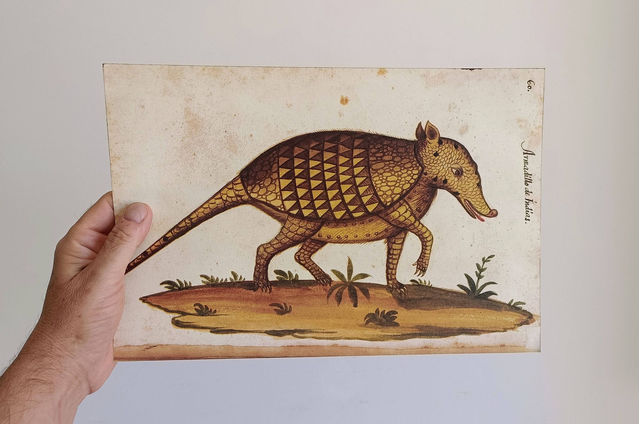 Paire de reproductions du Codex Pomar d'Histoire Naturelle, Valence, 1990