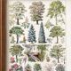 Illustration Millot "Gardens (ornamental trees)"