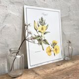 Botanical plate the evening primrose
