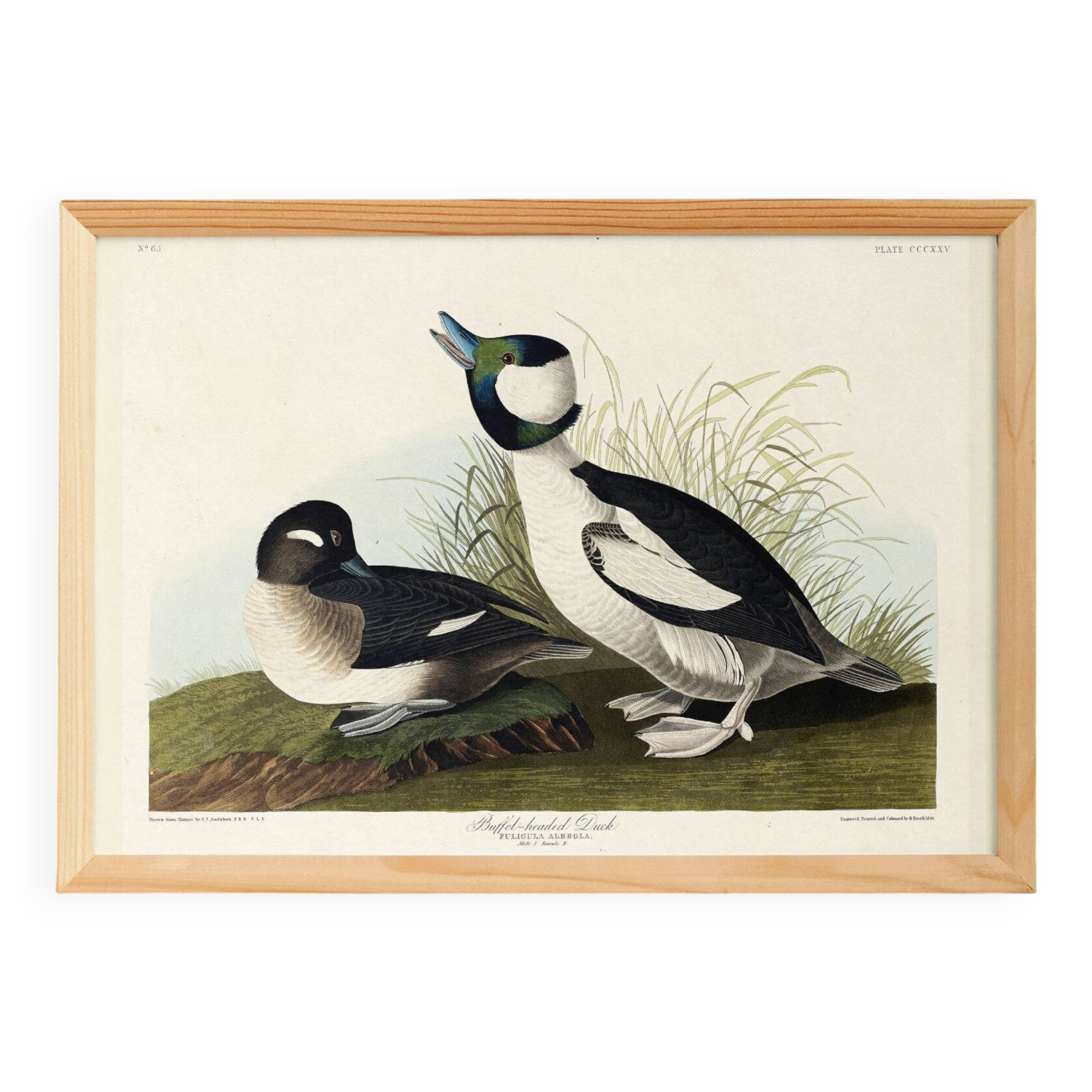 Poster about the Golden-eyed Garrot, after an old engraving from 1827.