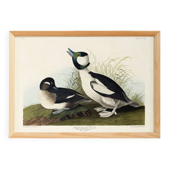 Poster about the Golden-eyed Garrot, after an old engraving from 1827.