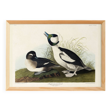 Affiche sur le Garrot à œil d’or, d’après une gravure ancienne de 1827.