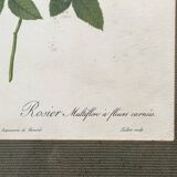 Pink botanical lithograph