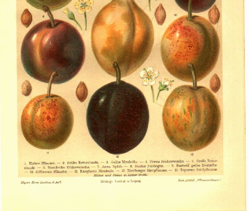 Botanical engraving from 1904 - Plums - Orchard fruit. Vintage lithograph.