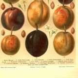 Botanical engraving from 1904 - Plums - Orchard fruit. Vintage lithograph.