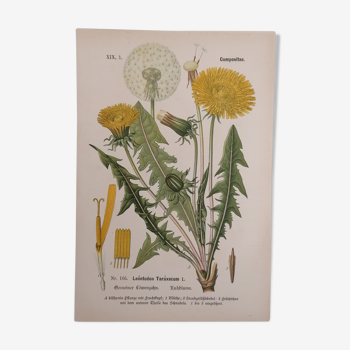 Affiche botanique Série Compositae n°105 Leontodon Taraxacum L. (en allemand)