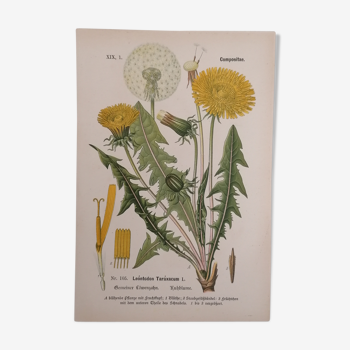 Botanical Poster Compositae Series No.105 Leontodon Taraxacum L. (in German)