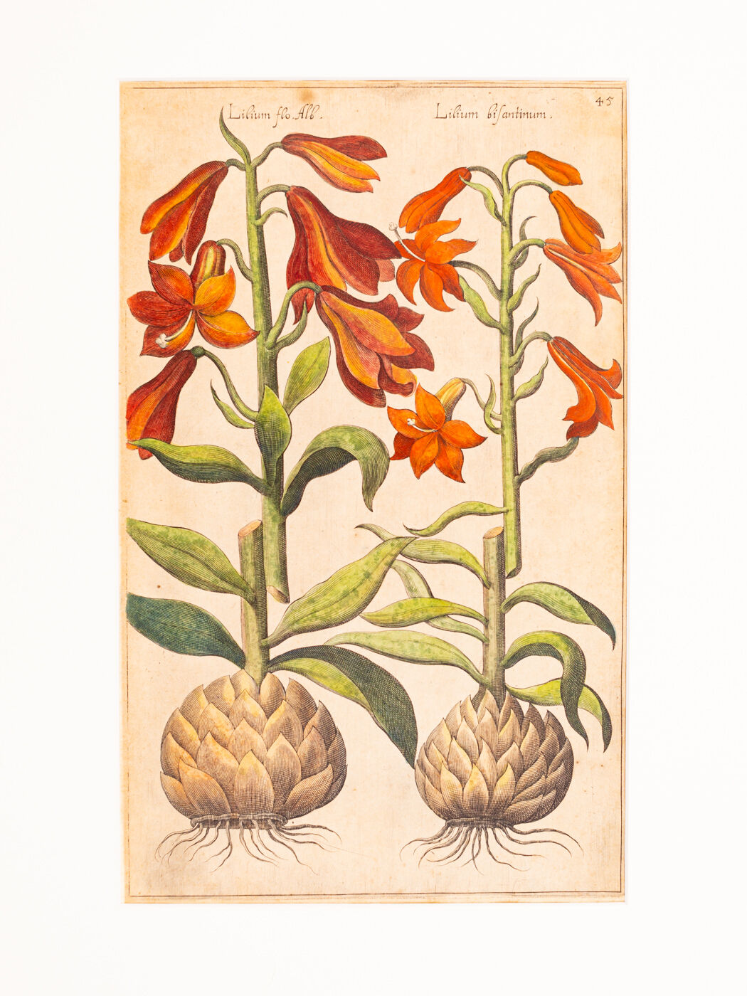 Botanical Drawings from the 18th Century, Colored Copperplate, 83 x 113 cm