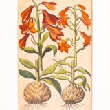Botanical Drawings from the 18th Century, Colored Copperplate, 83 x 113 cm