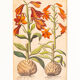 Botanical Drawings from the 18th Century, Colored Copperplate, 83 x 113 cm