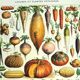 Old engraving from 1928 - Vegetables and garden plants by Millot. vintage