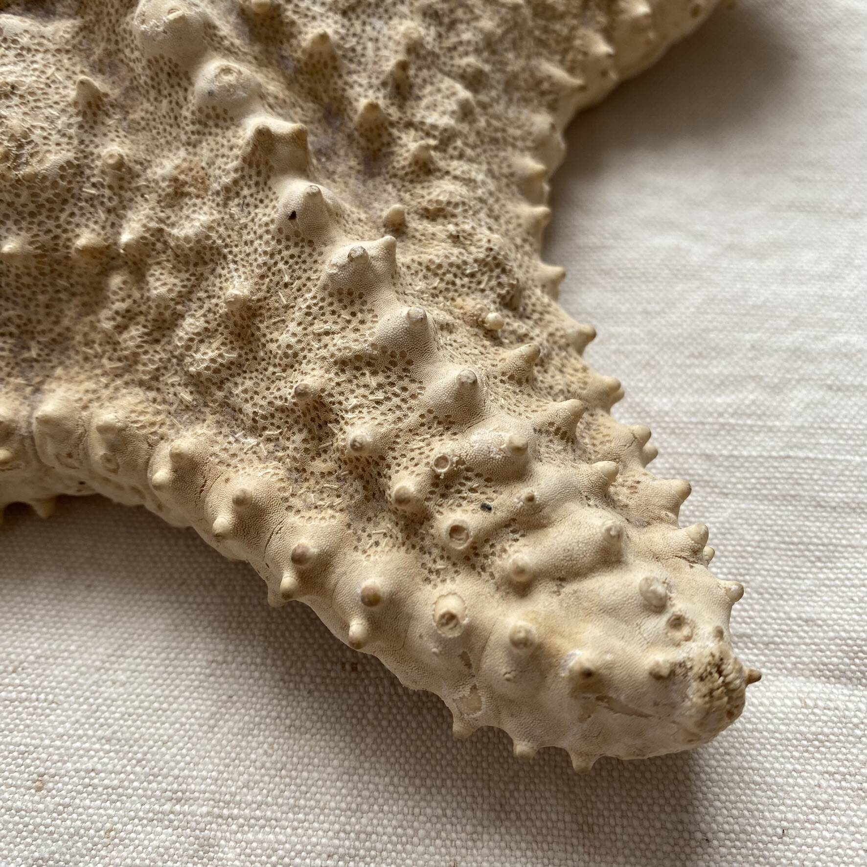 knotted starfish 21 cm