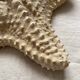 knotted starfish 21 cm
