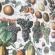 Planche vintage originale fruits