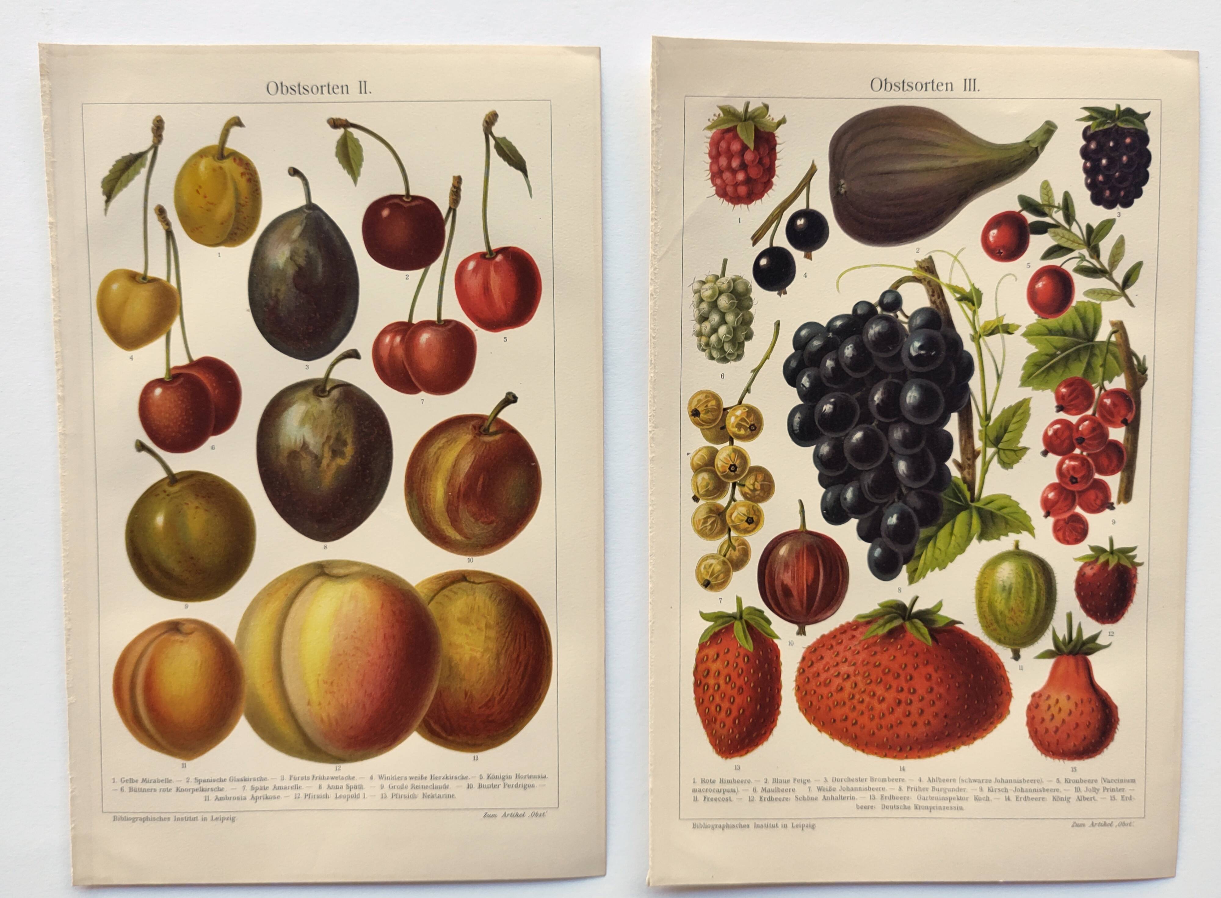 2 Engravings from 1909 - Fruit varieties - Strawberry, Grape and Cherry - Old German plates