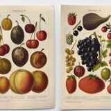 2 Engravings from 1909 - Fruit varieties - Strawberry, Grape and Cherry - Old German plates