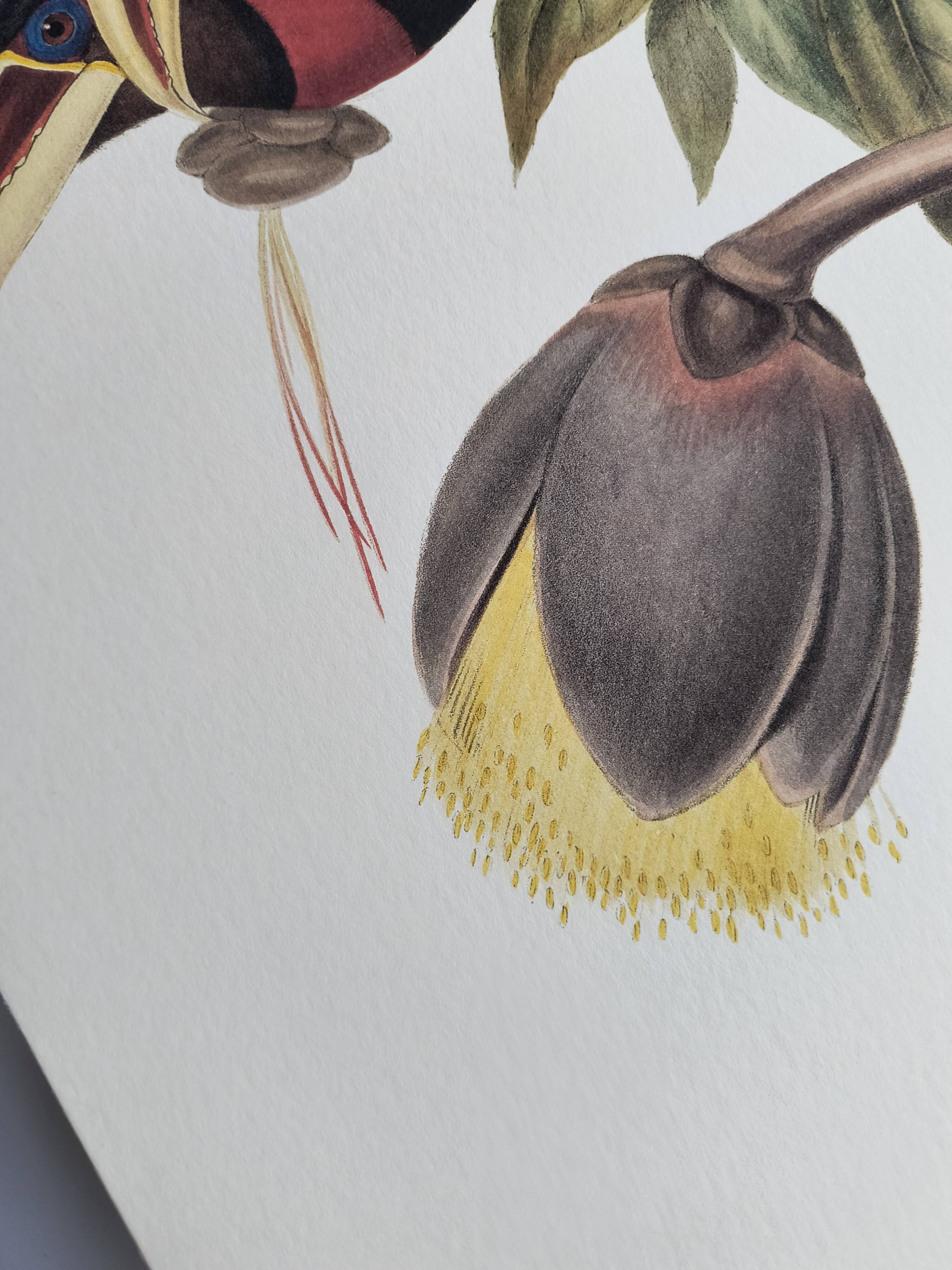 Illustration nature - Toucan Azarae - par Gould - planche jungle