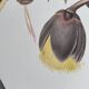 Illustration nature - Toucan Azarae - par Gould - planche jungle