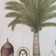 La Roche Laffitte (Born in 1943) - Watercolour drawing on silk - Palm tree