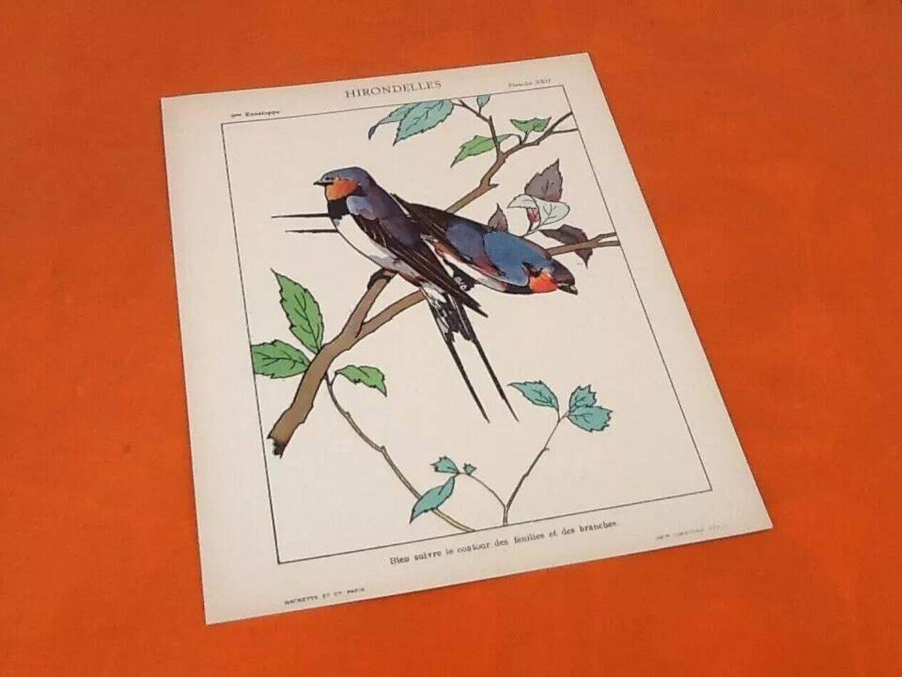 4 affiches Oiseaux, Papillons, Nid