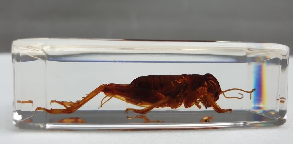 Insect under resin Pakistan giant cricket