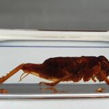 Insect under resin Pakistan giant cricket