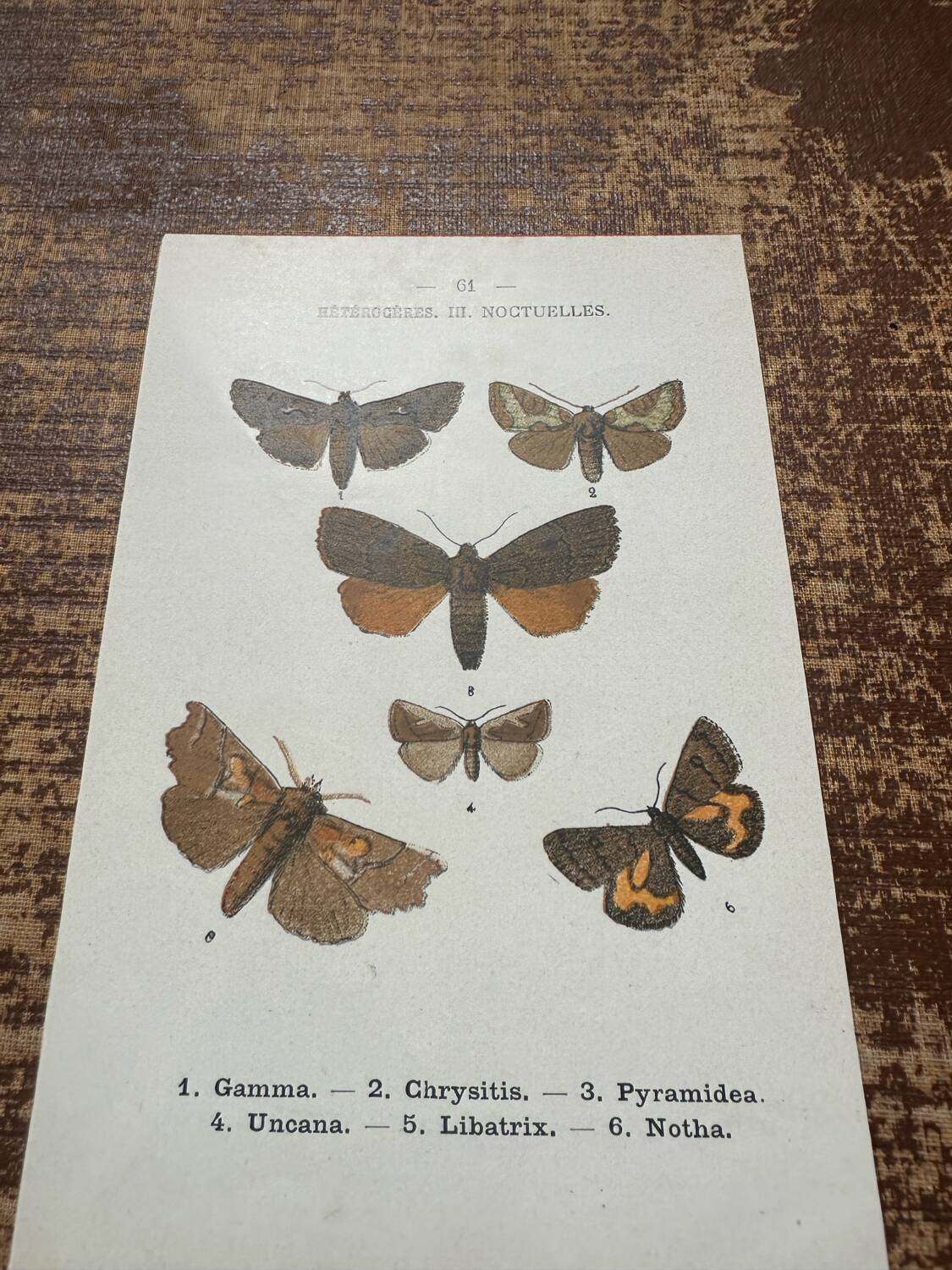 Old botanical board double-sided naturalist butterfly engraving