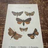 Old botanical board double-sided naturalist butterfly engraving