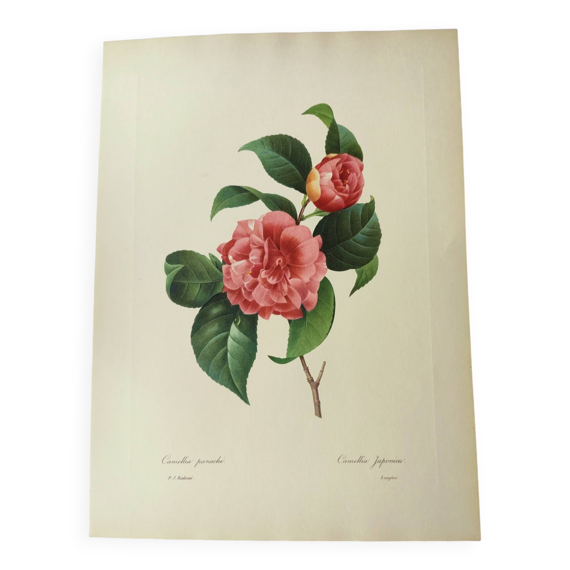 Antique botanical engraving -1955- Variegated Camellia or Japonica- by PJ. Redouté. Vintage Flower
