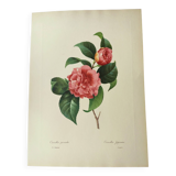 Antique botanical engraving -1955- Variegated Camellia or Japonica- by PJ. Redouté. Vintage Flower