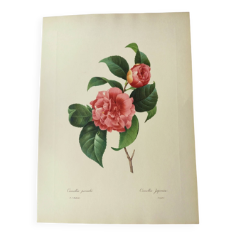Antique botanical engraving -1955- Variegated Camellia or Japonica- by PJ. Redouté. Vintage Flower