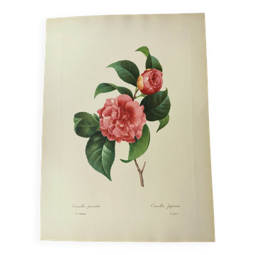 Antique botanical engraving -1955- Variegated Camellia or Japonica- by PJ. Redouté. Vintage Flower