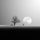 Nature photo