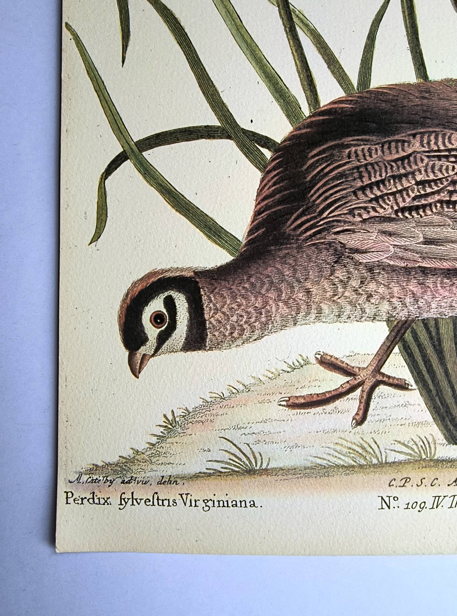 Bird engraving - American Partridge - Old plate by Seligman and flower