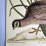 Bird engraving - American Partridge - Old plate by Seligman and flower