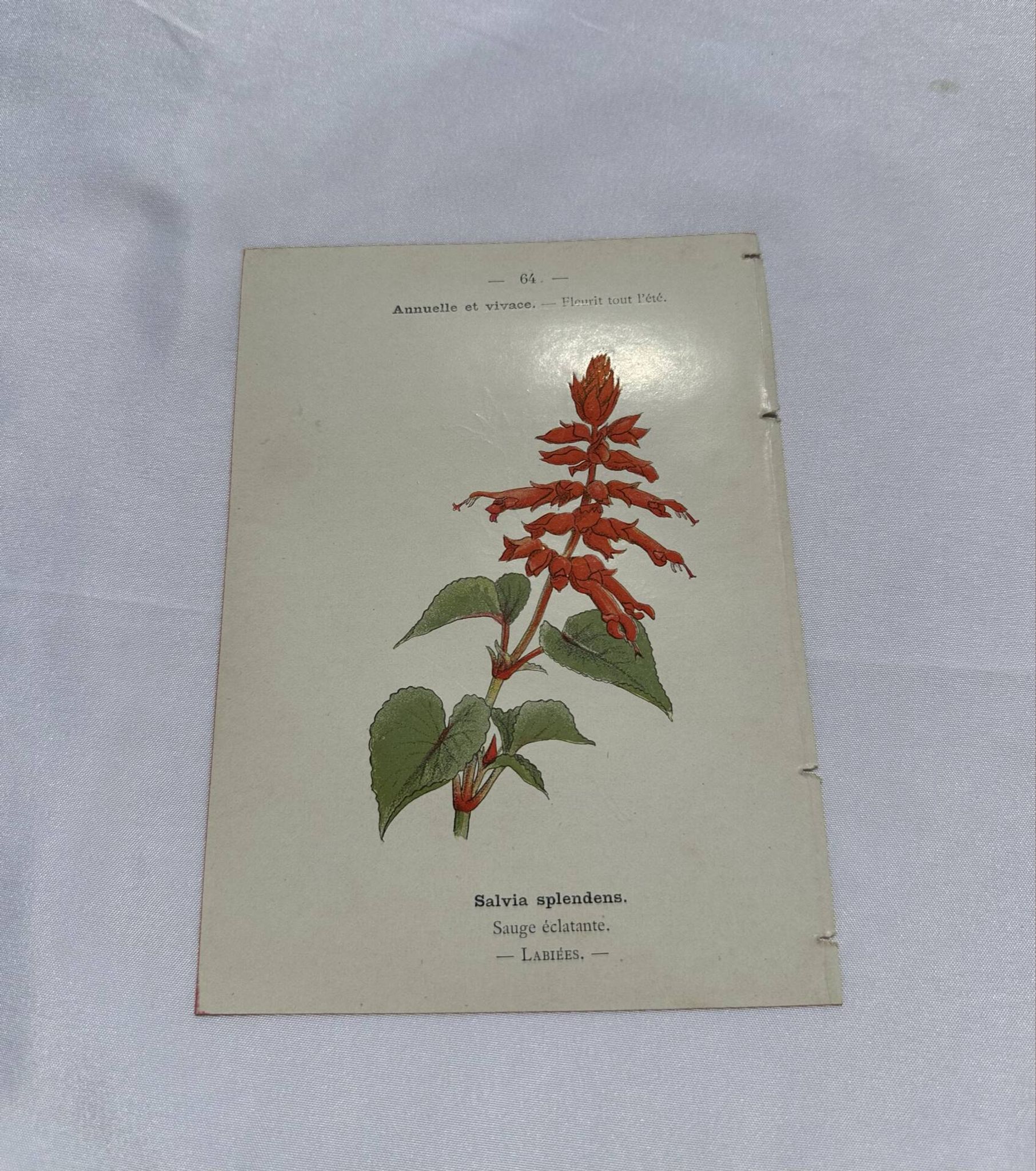 Gravure botanique planche naturaliste 19eme double face