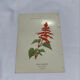 Botanical engraving naturalist plate 19th century double-sided