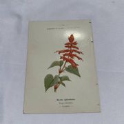 Gravure botanique planche naturaliste 19eme double face
