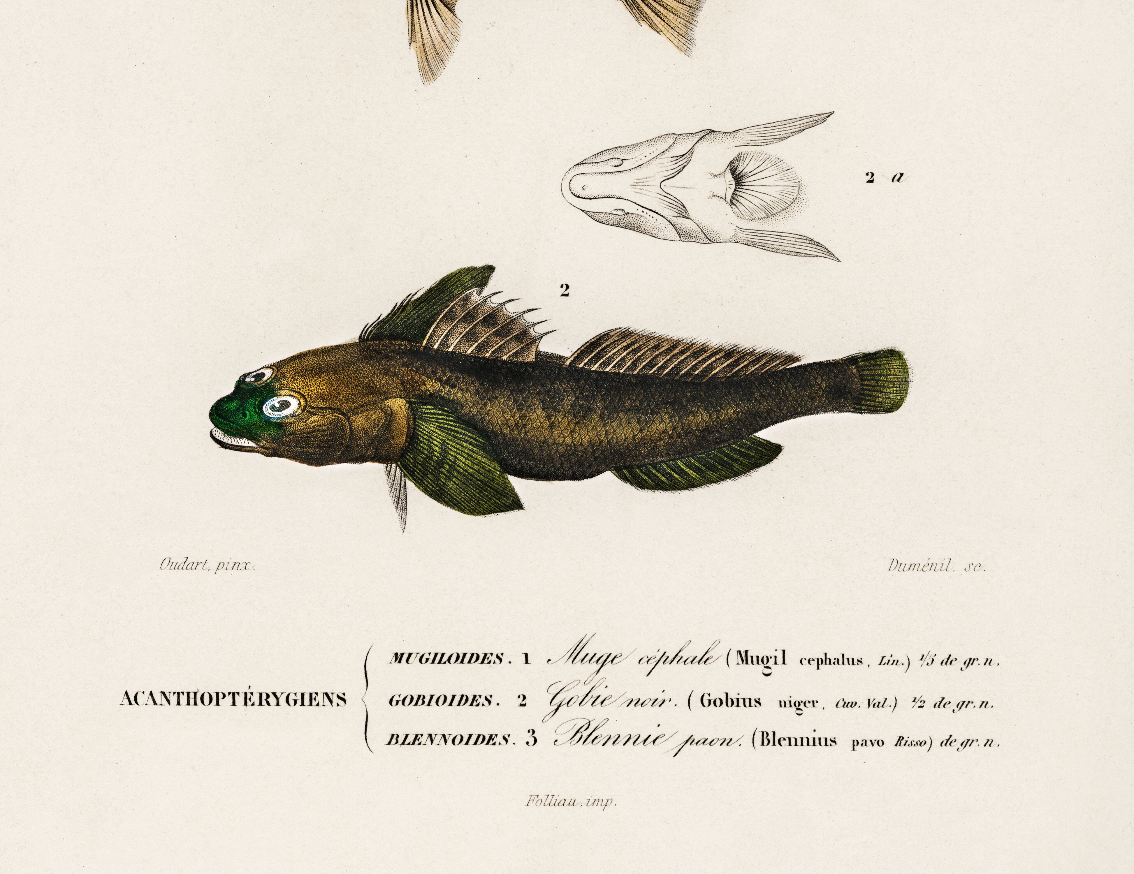 Poster about marine fish (mullet, goby and blenny)