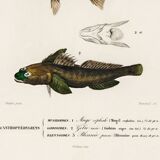 Poster about marine fish (mullet, goby and blenny)