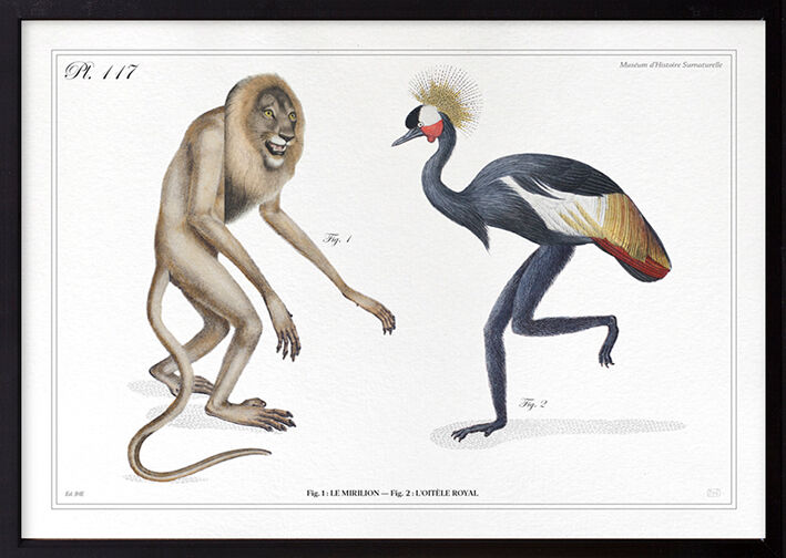 Set of 2 chimeras lithograph animal engraving