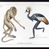 Set of 2 chimeras lithograph animal engraving