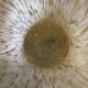 Lampe de table champignon vintage – Fischer Leuchten