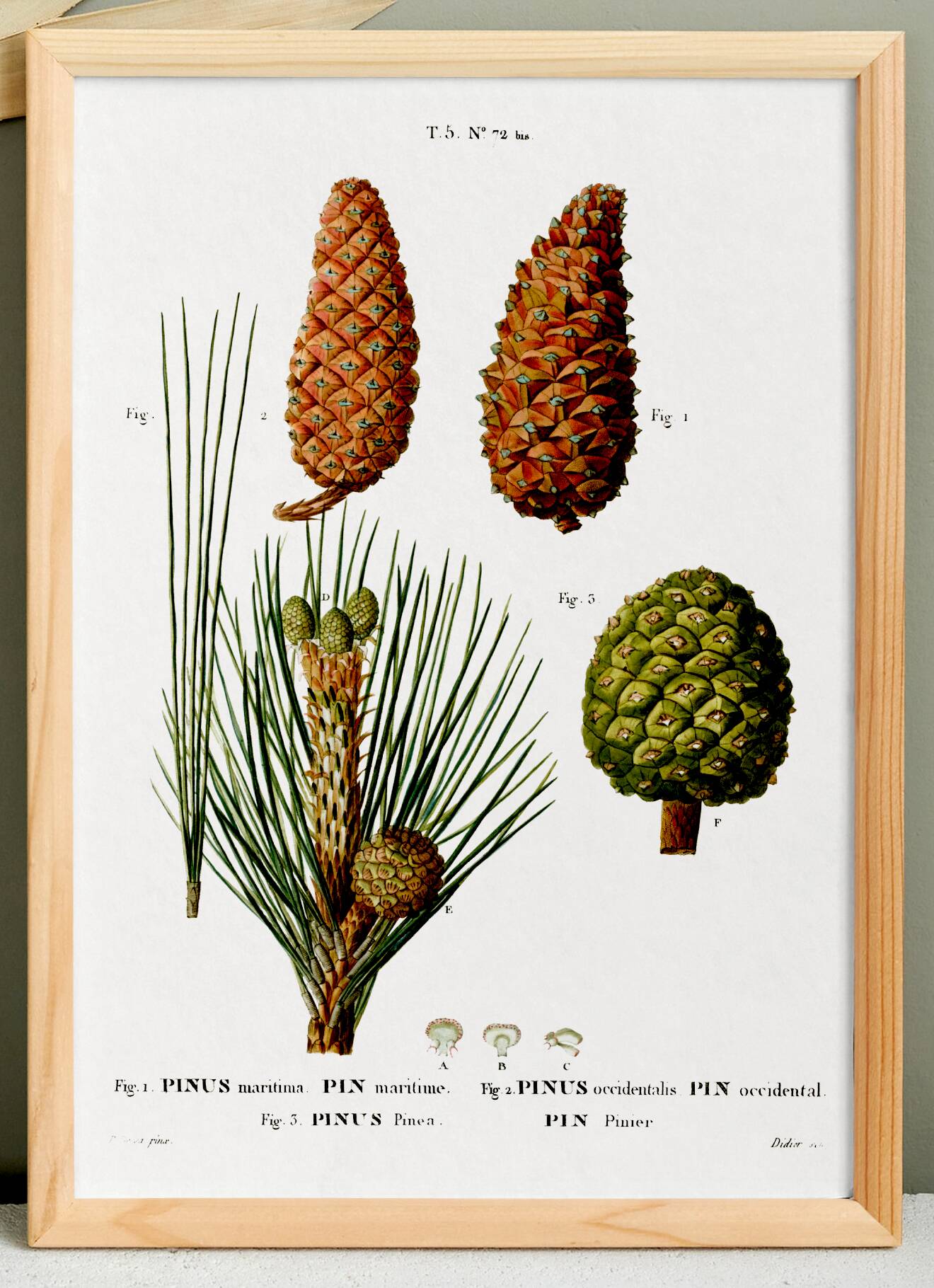 Botanical poster on the maritime pine, after an old engraving from 1802